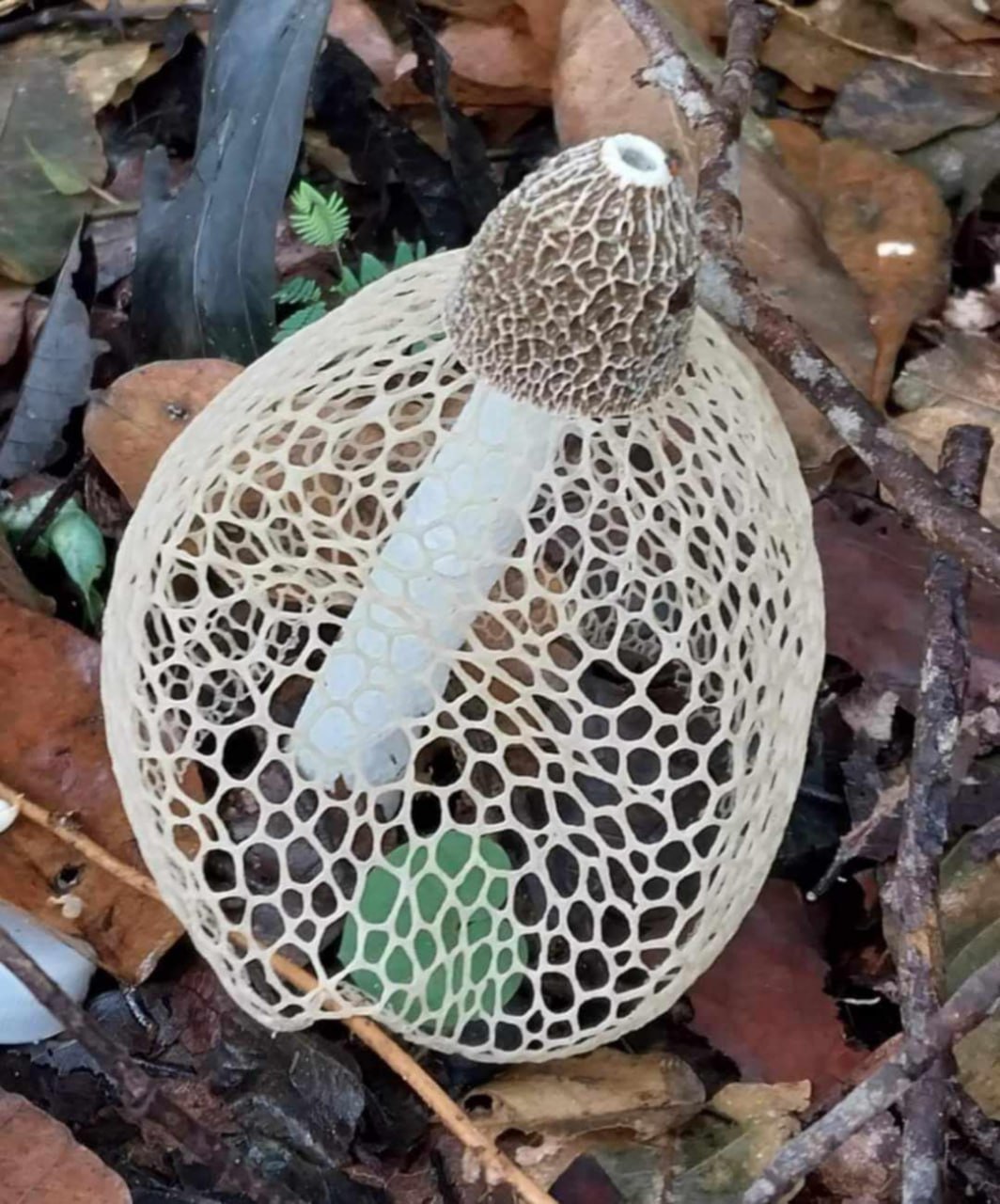 Mushroom Discovery Walk Siem Reap 