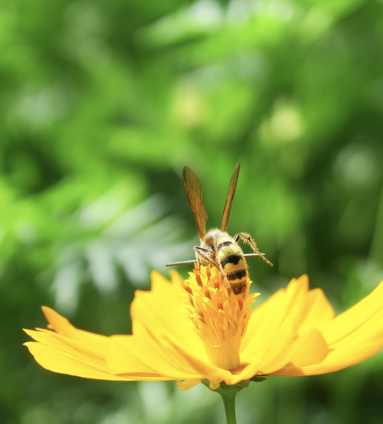 Bees Cambodia