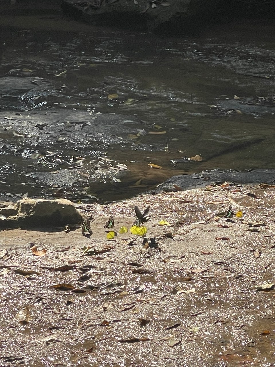 Kbal Spean eco tour