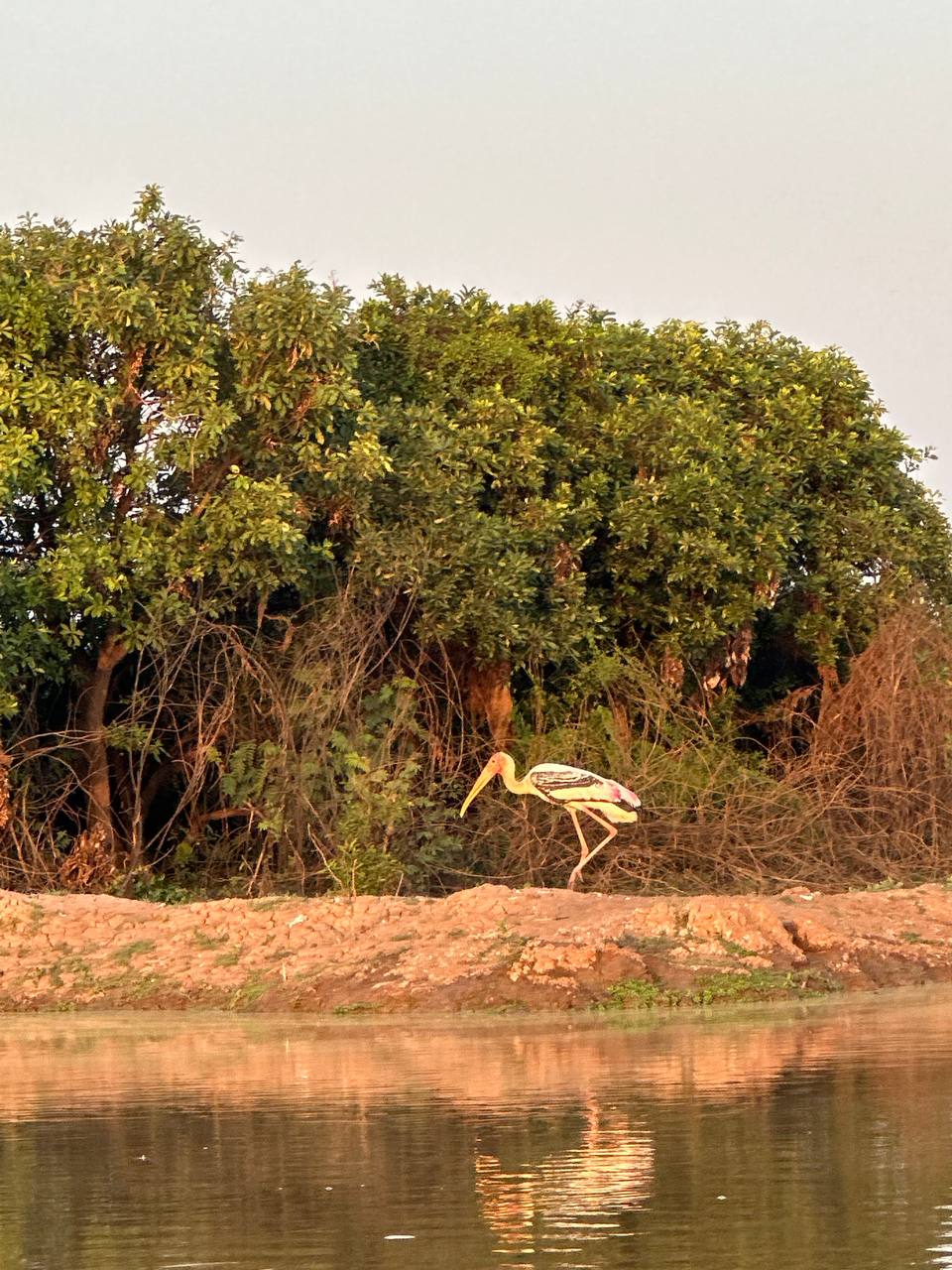 pelican tonle sap