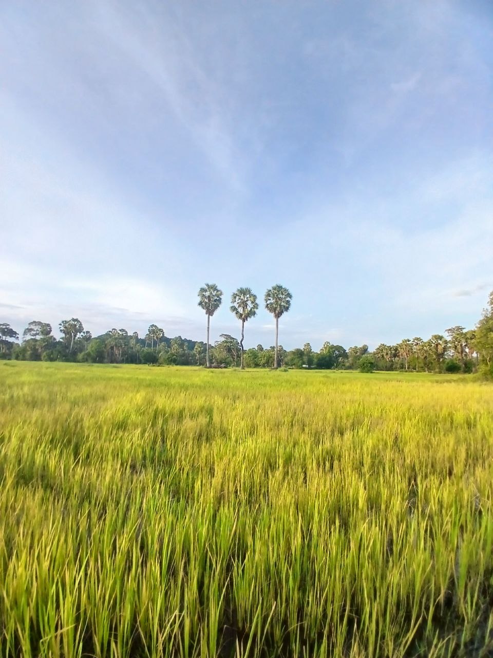 Angkor wat